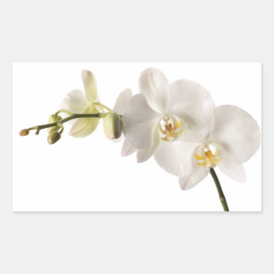 White Dendrobium Orchid Flower Spray Floral Blank Rechthoekige Sticker