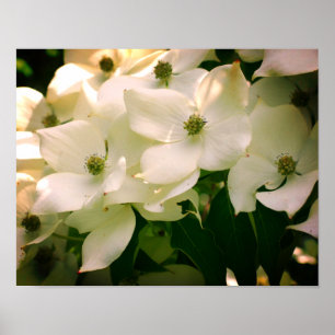 White Dogwood Flower Blossom Poster
