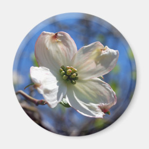 White Dogwood Flower magnet Magneet