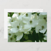 White Dogwood Spring Flowers Briefkaart (Voorkant / Achterkant)