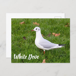 White Dove for bird and Pigeon lover gift Feestdagenkaart
