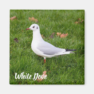 White Dove for bird and Pigeon lover gift Magneet