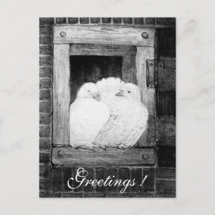 WHITE DOVES BIJ HET VENSTER zwart-wit Briefkaart