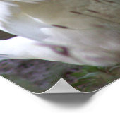 White Duck Foto Poster (Hoek)