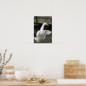 White Duck Foto Poster (Keuken)
