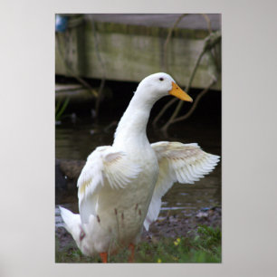 White Duck Foto Poster