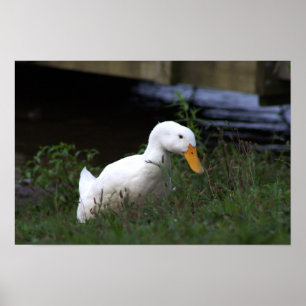 White Duck Foto Poster