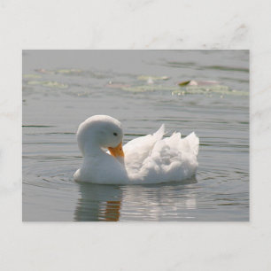 White Duck Photo Briefkaart
