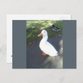 White Duck Spalding Briefkaart (Voorkant / Achterkant)