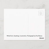 White Duck Spalding Briefkaart (Achterkant)