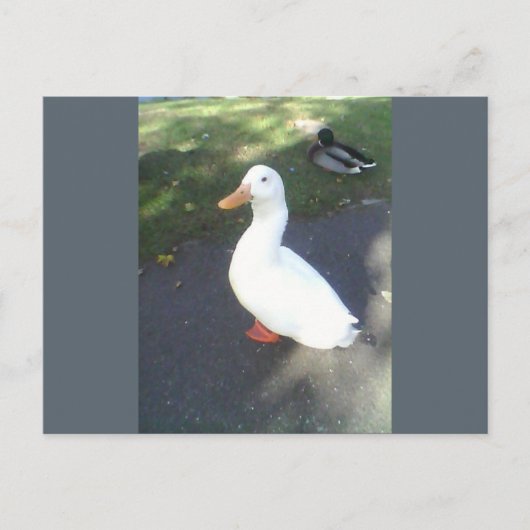 White Duck Spalding Briefkaart (Voorkant)