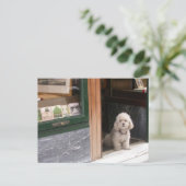 White Dwarf Poodle Briefkaart (Staand voorkant)