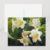 White Easter Lilies Floral Foto Briefkaart (Voorkant / Achterkant)