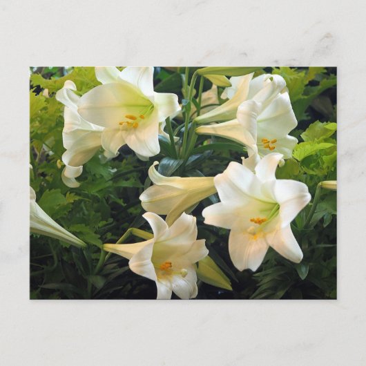 White Easter Lilies Floral Foto Briefkaart (Voorkant)