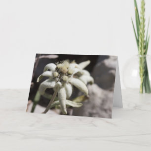 White Edelweiss Kaart