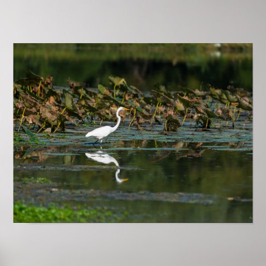 White Egret Reflection Poster (Voorkant)