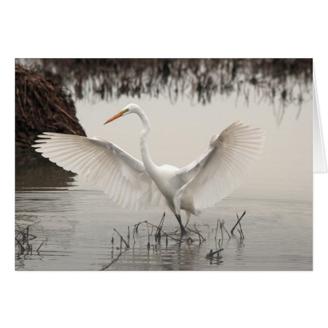 White Egret, Wings Spread, Lake, Misty (Voorkant Horizontaal)