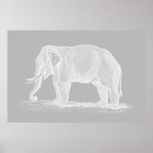 White Elephant  1800s Illustration Poster