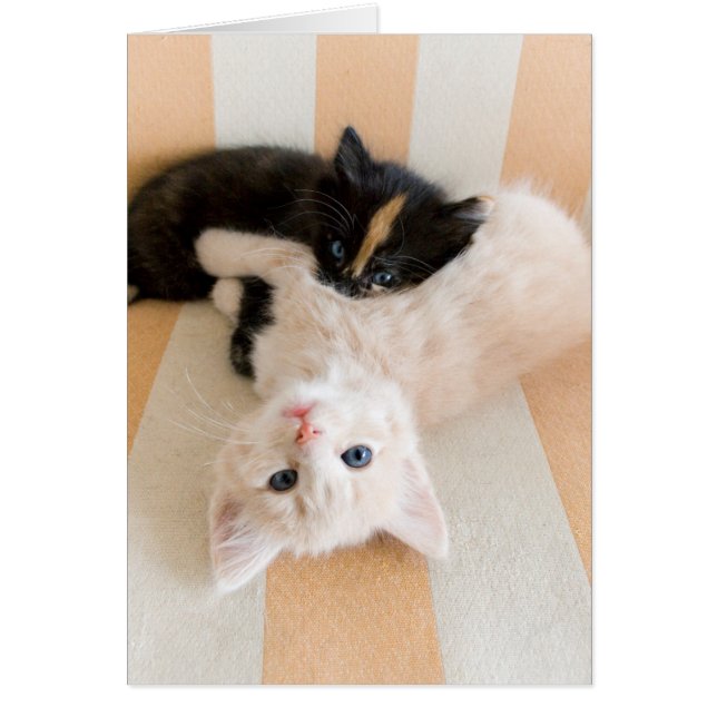 White en Black Kittens (Voorkant)