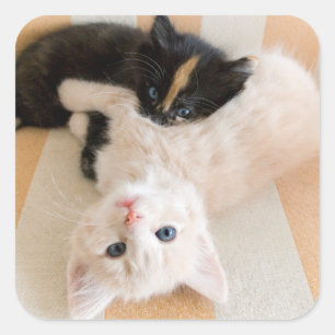 White en Black Kittens Vierkante Sticker