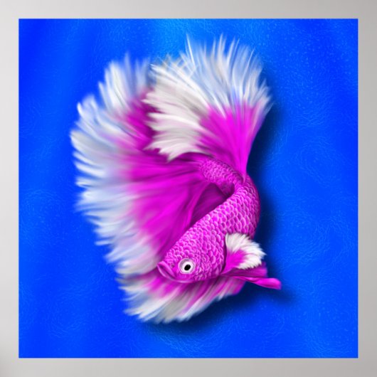 White en Hot Pink Betta Fish Poster (Voorkant)