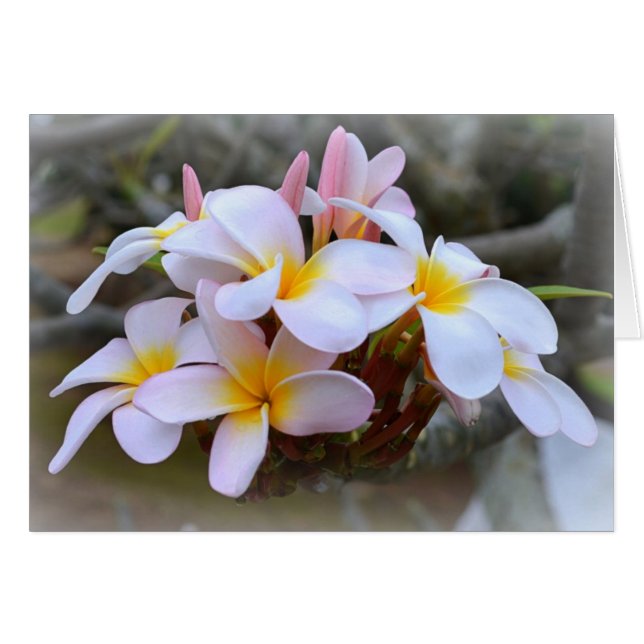 White en Pink Plumeria (Voorkant Horizontaal)