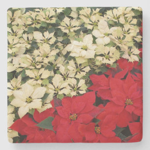 White en Red Poinsettias I Holiday Floral Stenen Onderzetter