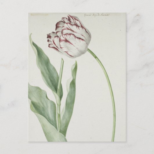 White en Red Tulip  Fine Art Briefkaart (Voorkant)