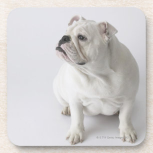 White English Bulldog Drankjes Onderzetter