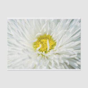 White English Daisy Flower Tissuepapier
