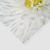 White English Daisy Flower Tissuepapier (Detail)
