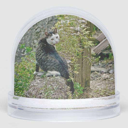 White -faced  black kitty (Avant)