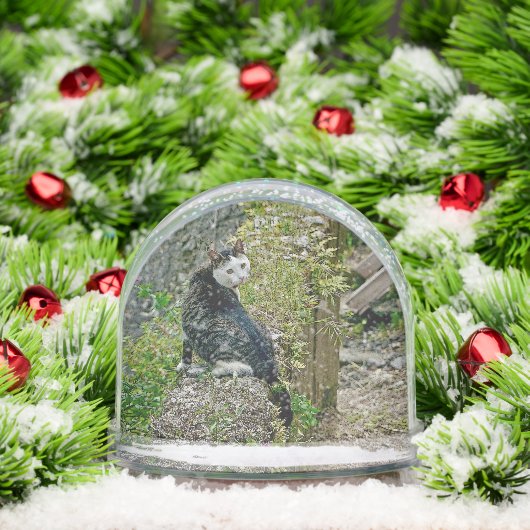 White -faced  black kitty (Noël)