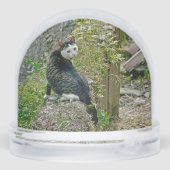 White -faced  black kitty (Arrière)