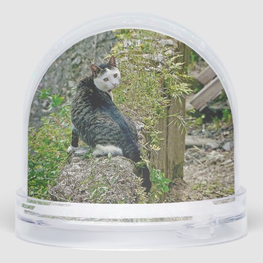 White -faced  black kitty (Arrière)