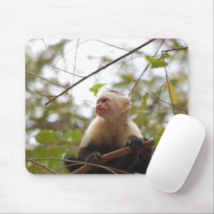 White faced capuchin, Wildlife Monkey Photography Muismat