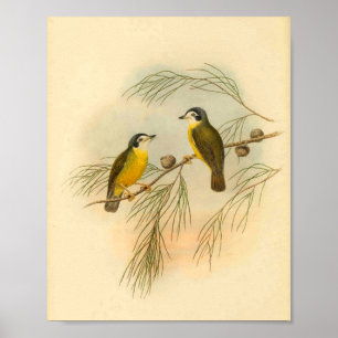 White faced Flycatcher Yellow Bird Print