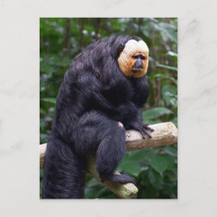 White Faced Saki Monkey Briefkaart