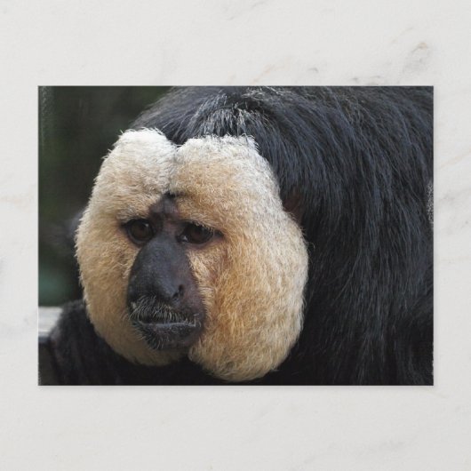 White Faced Saki Monkey Briefkaart (Voorkant)