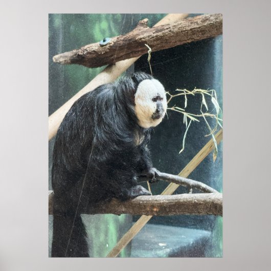 White-faced Saki Monkey Poster (Devant)