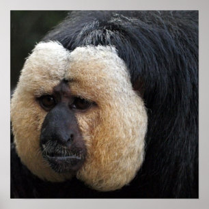 White Faced Saki Monkey Poster
