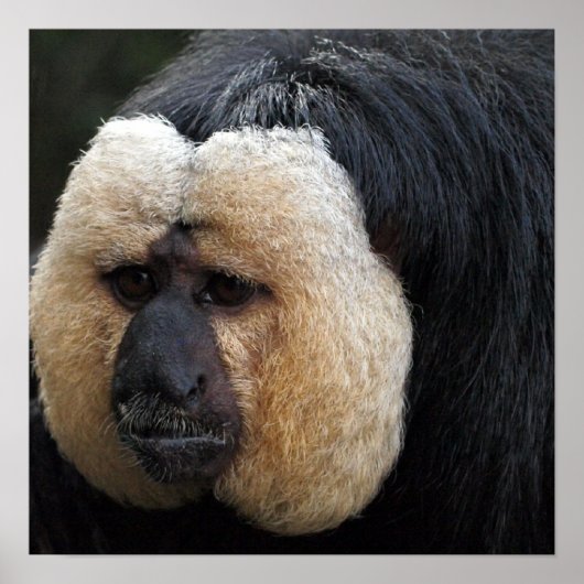 White Faced Saki Monkey Poster (Voorkant)
