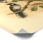 White Fantail Flycatcher Bird Print (Hoek)