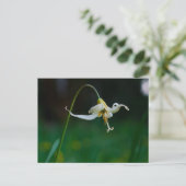White Fawn Lily 01 Briefkaart (Staand voorkant)