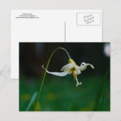 White Fawn Lily 01 Briefkaart (Voorkant / Achterkant)