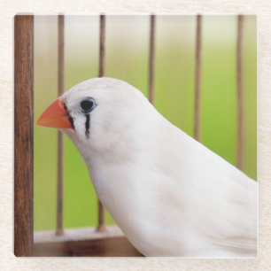 White Finch Bird in Cage Glazen Onderzetter