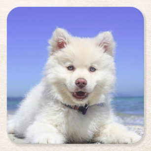 White Fins Lapphund Puppy Cute Vierkante Kartonnen Onderzetter