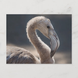 White Flamingo Bird Briefkaart