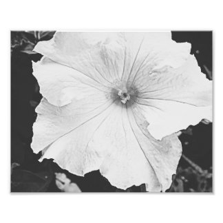 White Floral 10x8 foto Afdruk