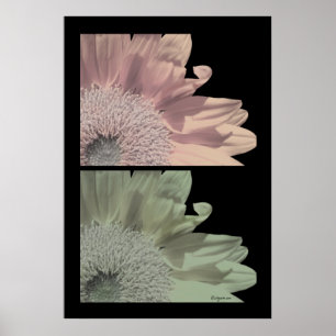 White Flower Flower Poster Print